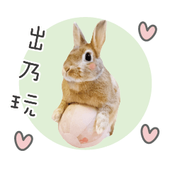 兔幾圓圓的生活