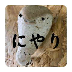 It is a shiitake from a cork board