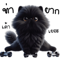 Super black Persian cat