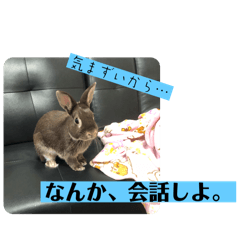 I love rabbit_20240516140951
