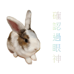 兔兔的狂想曲