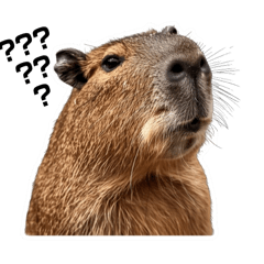 Funny Capybara Set-2