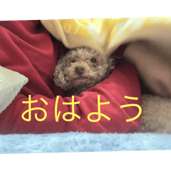 goto light_20240516191053