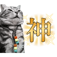 アメショの猫ドラちゃん2　汎用性抜群ネコ