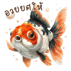 goldfish lover 4