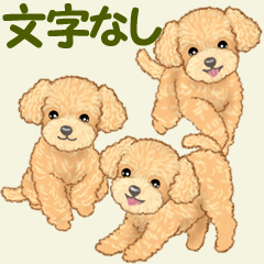 Cute toy poodle puppy (No words)