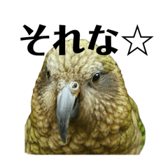 KAKAPO(Cutie bird) Sticker