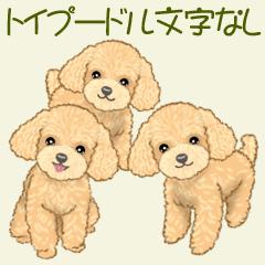 Cute toy poodle girl (No words)