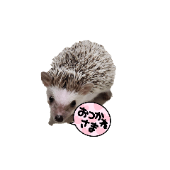 a hedgehog's daily life