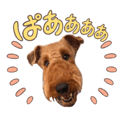 noah_Airedale Terrier