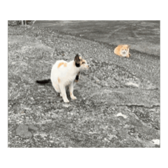 兩隻鴨跟三隻貓