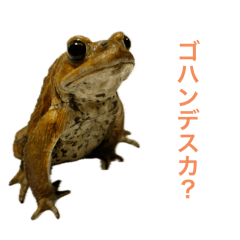 oyaun_frog_20240517200354