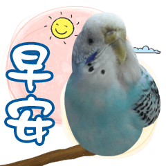 Bird s Commonly used daily greetings