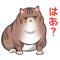 a slightly mean-looking fat cat