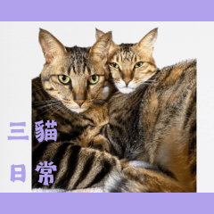 Three cats, how much feet_2