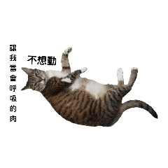 我的名字叫貓咪（my name is cat)