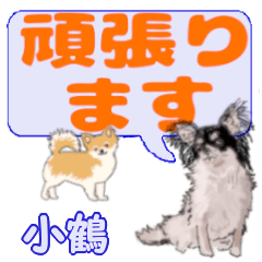 Kotsuru's letters Chihuahua