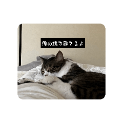 cute japanese cat KIJISHIRO