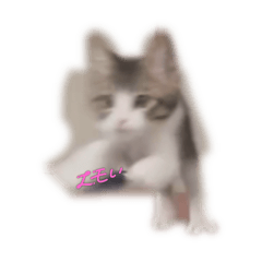 neko_20240519172611