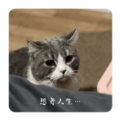 智傑貓