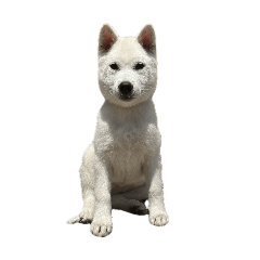 The puppy of Kishu-ken