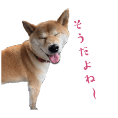Japanese dog KOTETU KUN