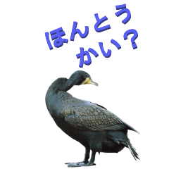 edokko from Familiar birds1-2-BIG