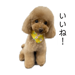 The Poodle dog Shi-chan stamps3