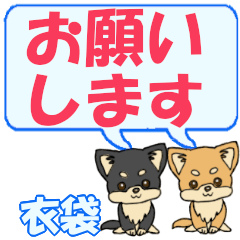 Ibukuro's letters Chihuahua2
