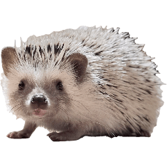 Gomadan the Hedgehog