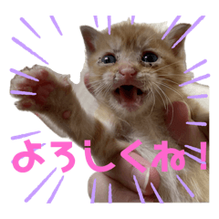 mico3_20240520152838
