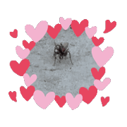 spider1111161164646