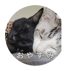 jijichipi