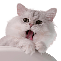 Fluffy Cat "Fuji"