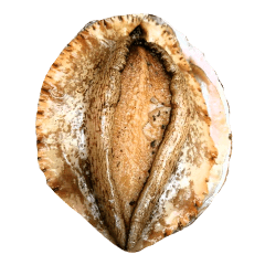 abalone arrange