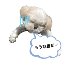 FukuFuku_Shih Tzu