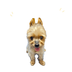 cherio_20240521204452