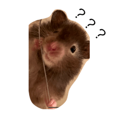 Bobo_20240521234529 – LINE stickers | LINE STORE