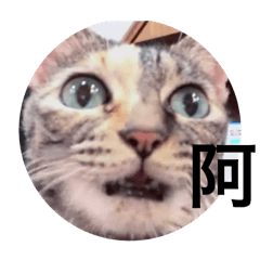 自由路的三隻貓。