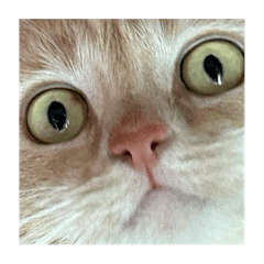 Doro Dango Disco – LINE stickers | LINE STORE