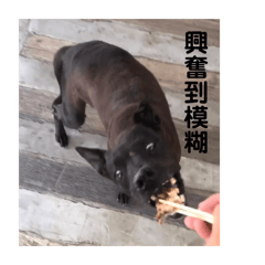 小黑&喵咪