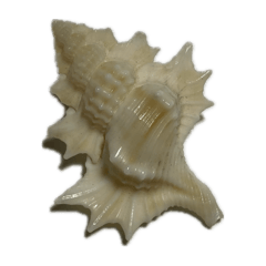 貝殼 Seashell