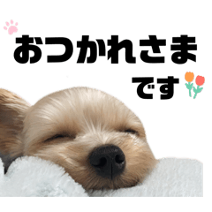 Yorkshire terrier everyday life