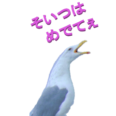 edokko from Familiar birds1-1-BIG
