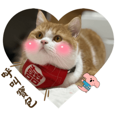 DiDi小萌貓