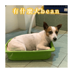 小胖犬買一送一