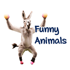 Funny Animals and Japanese words2