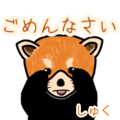 Shuku's lesser panda