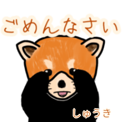 Shuuki's lesser panda