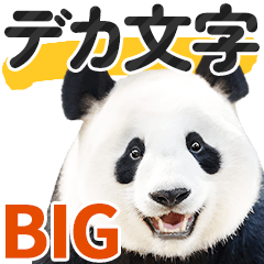 [Big letters] Panda photo Sticker